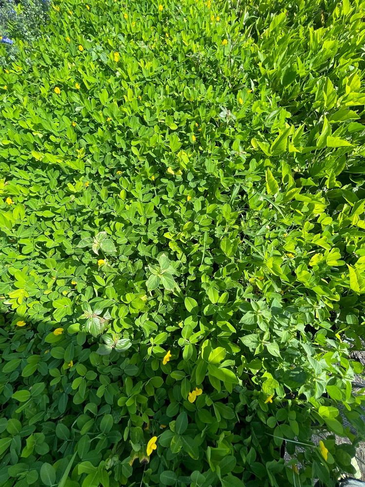 arachis-glabrata-golden-ornamental-peanut-perennial-peanut