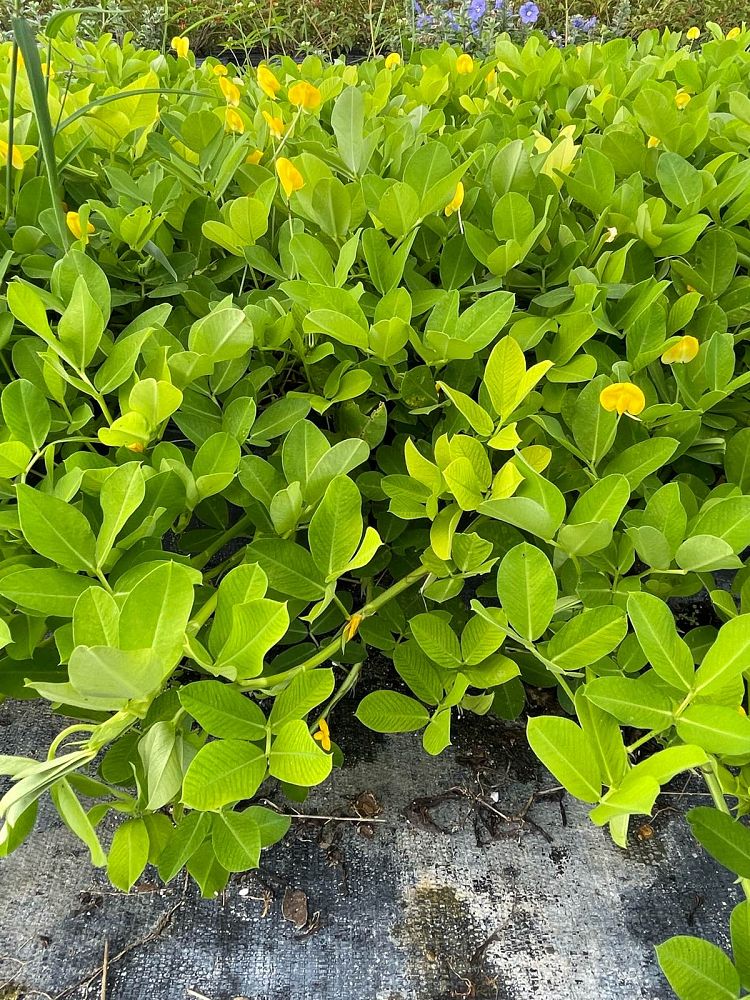 arachis-glabrata-golden-ornamental-peanut-perennial-peanut