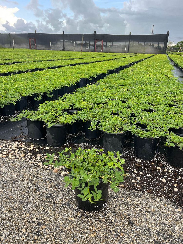 arachis-glabrata-golden-ornamental-peanut-perennial-peanut