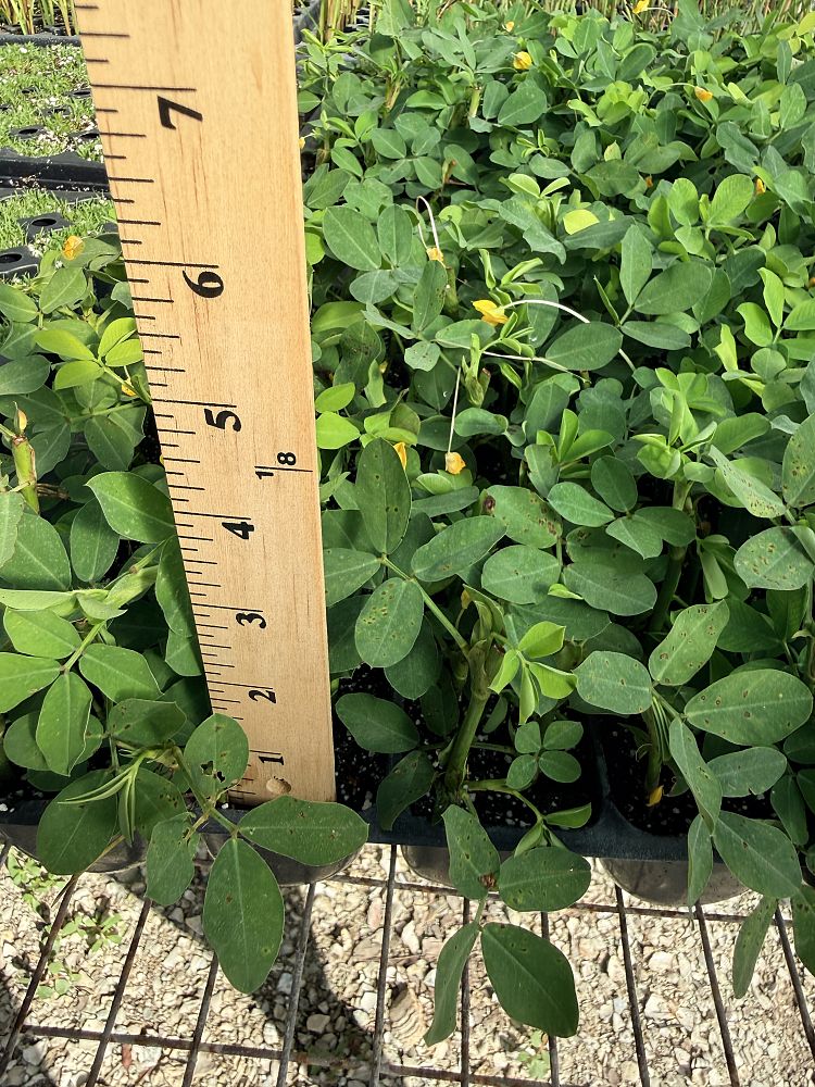 arachis-glabrata-golden-ornamental-peanut-perennial-peanut