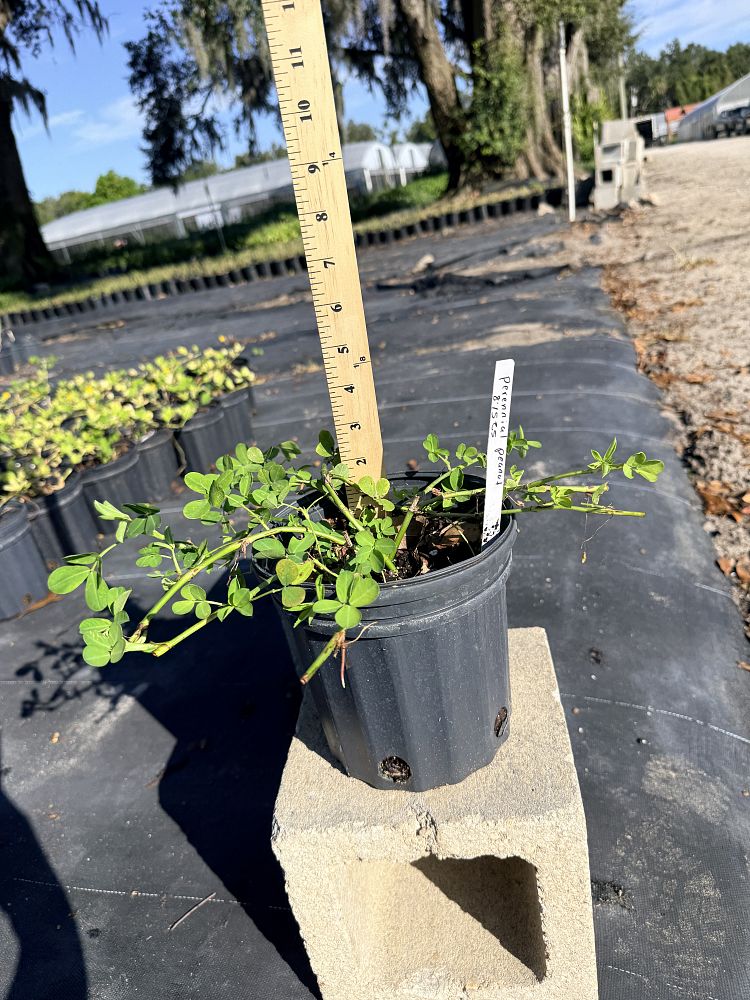 arachis-glabrata-golden-ornamental-peanut-perennial-peanut