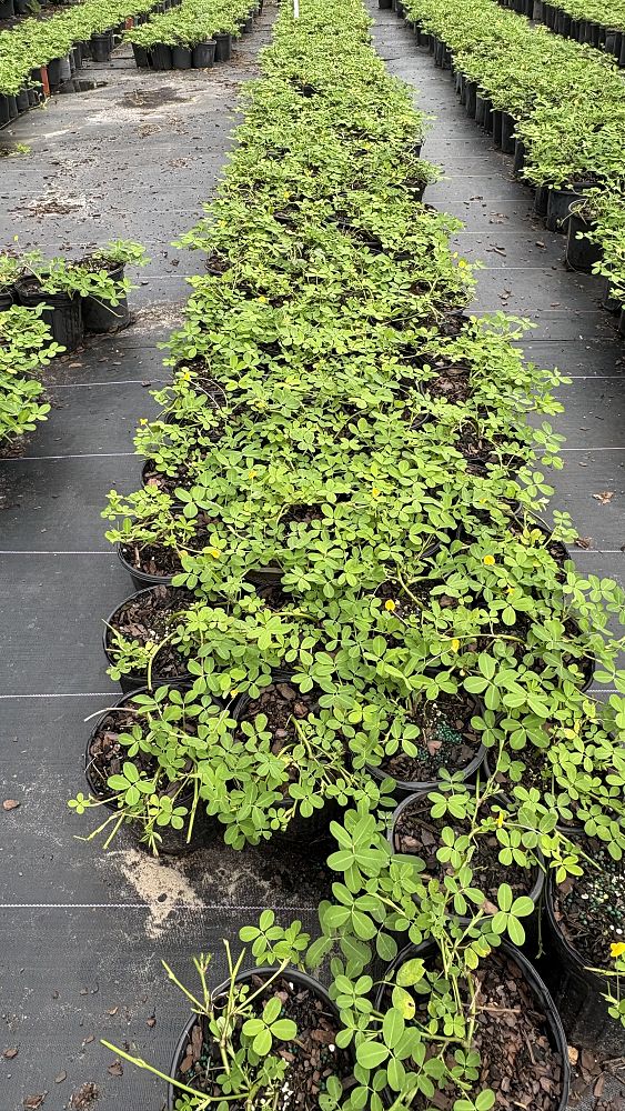 arachis-glabrata-golden-ornamental-peanut-perennial-peanut