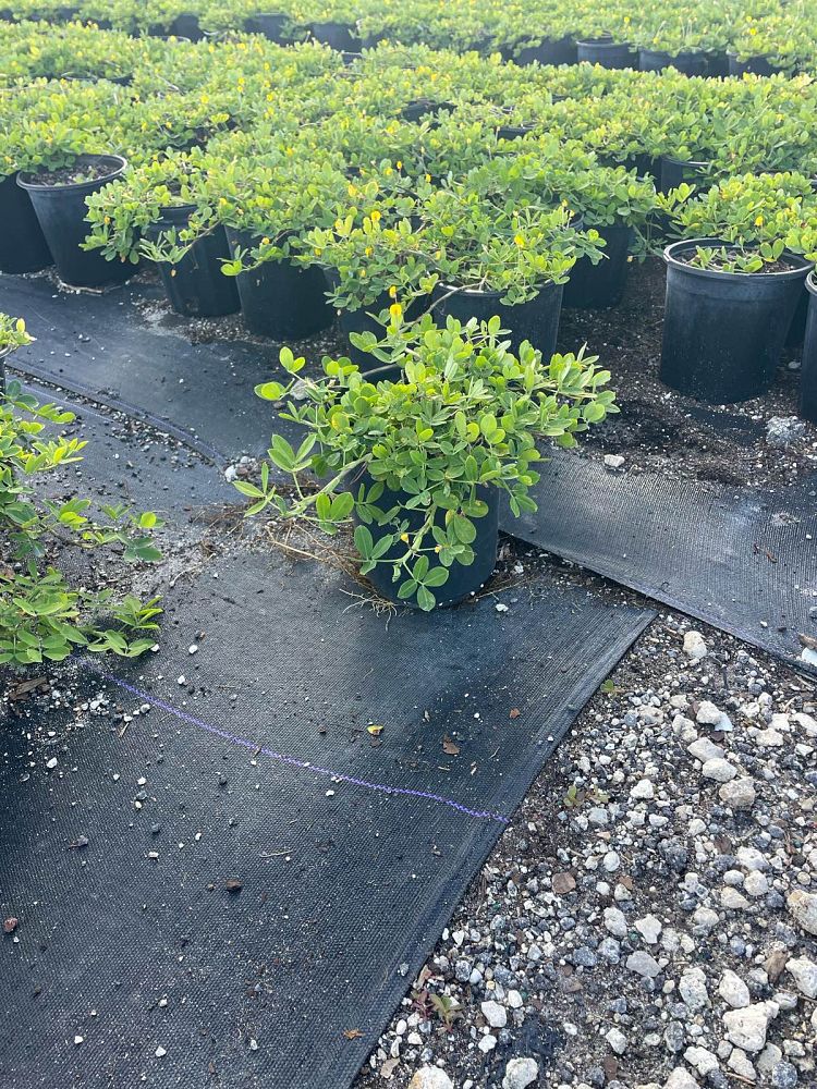 arachis-glabrata-golden-ornamental-peanut-perennial-peanut