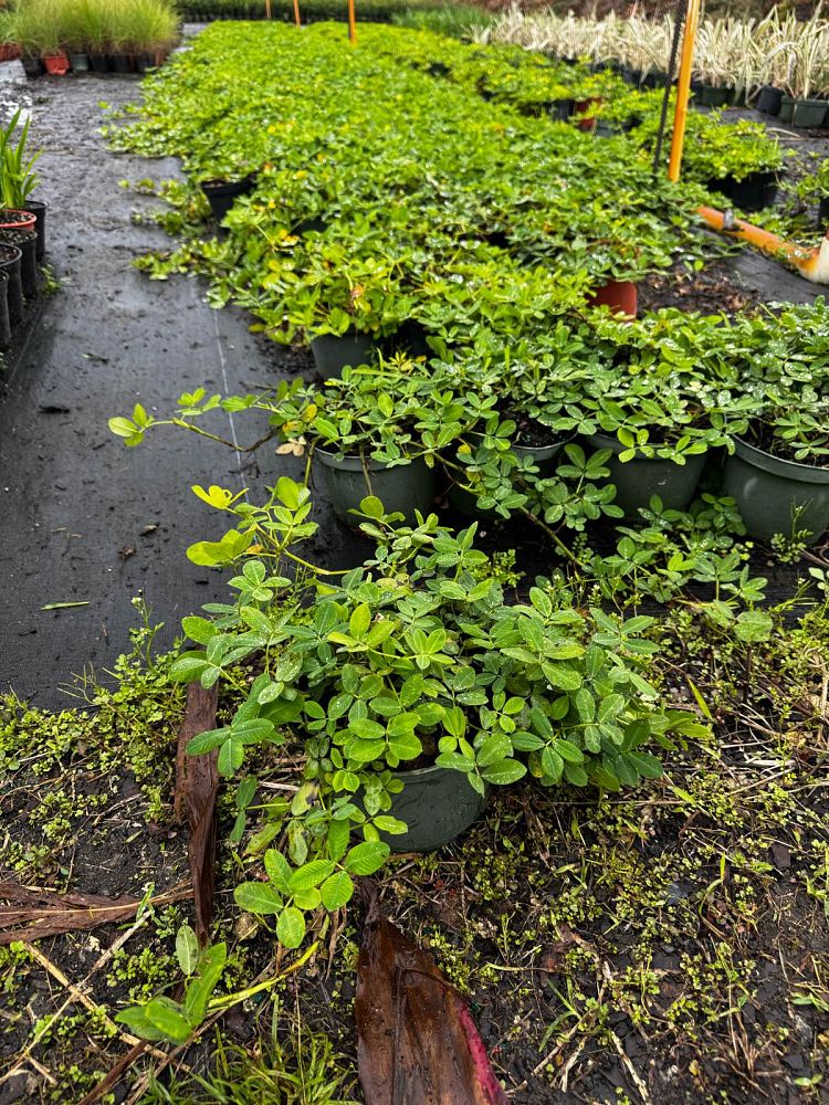 arachis-peanut