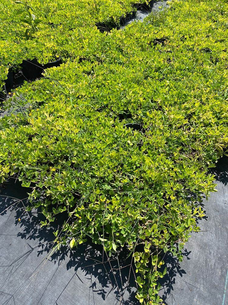 arachis-peanut