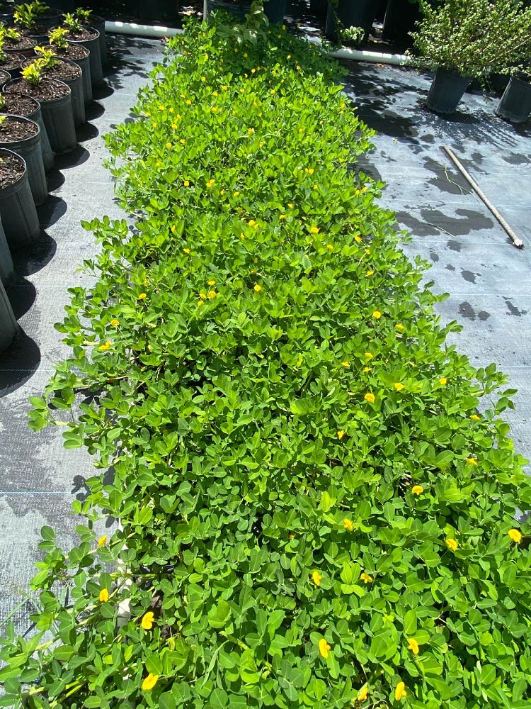 arachis-peanut
