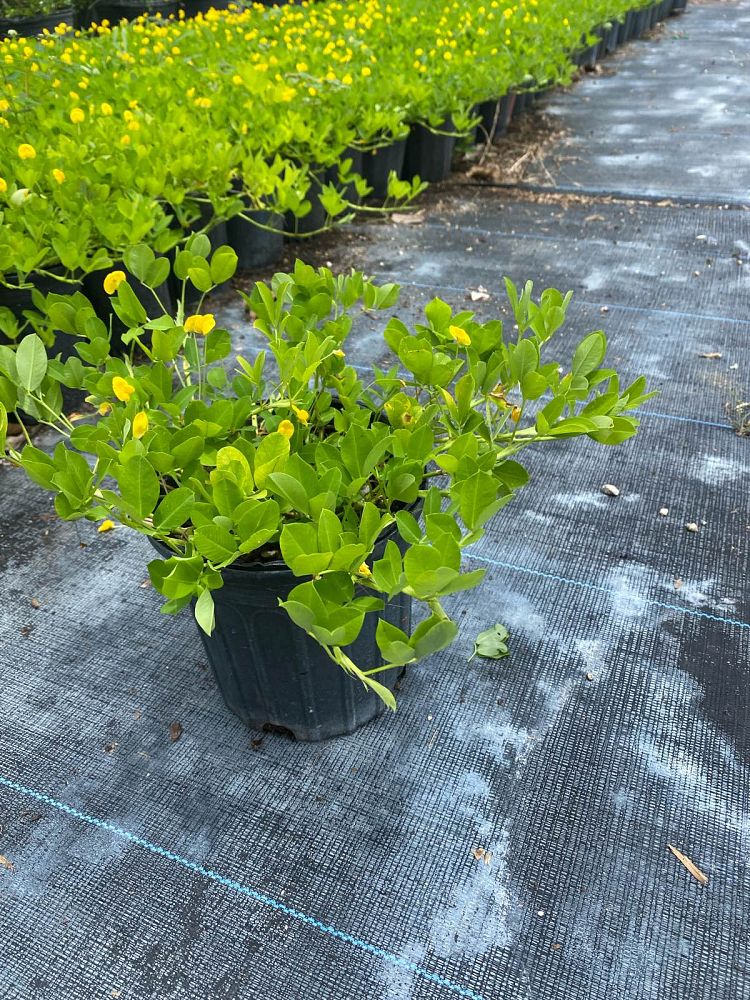 arachis-peanut