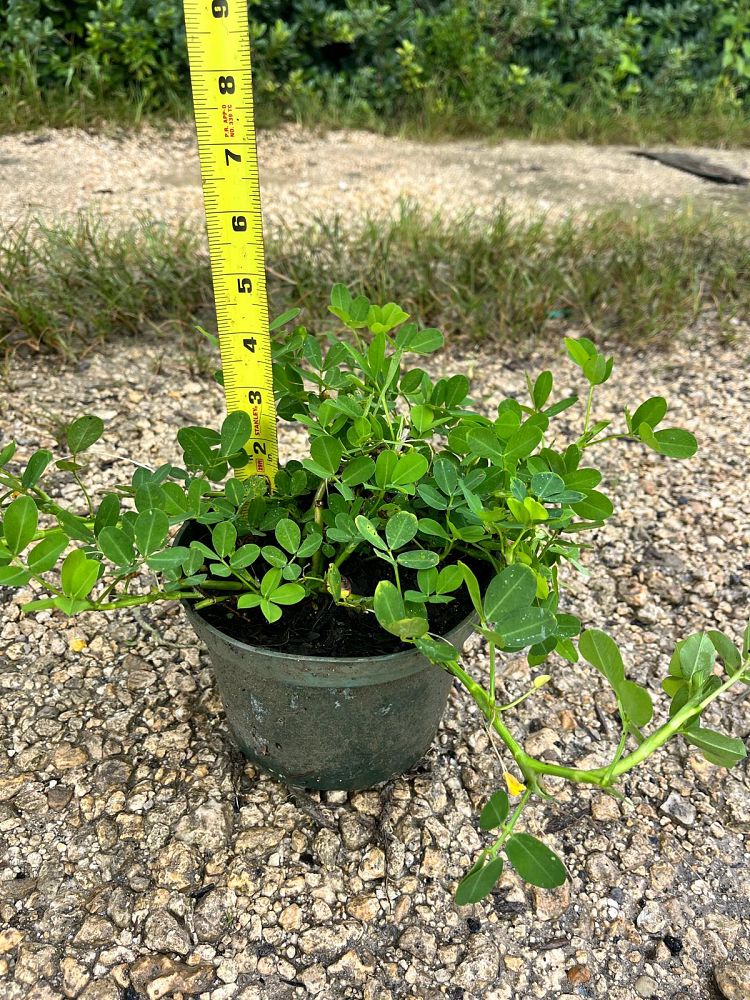 arachis-peanut