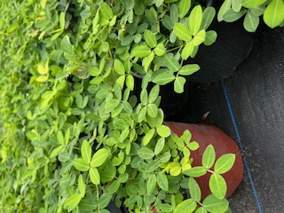 arachis-peanut