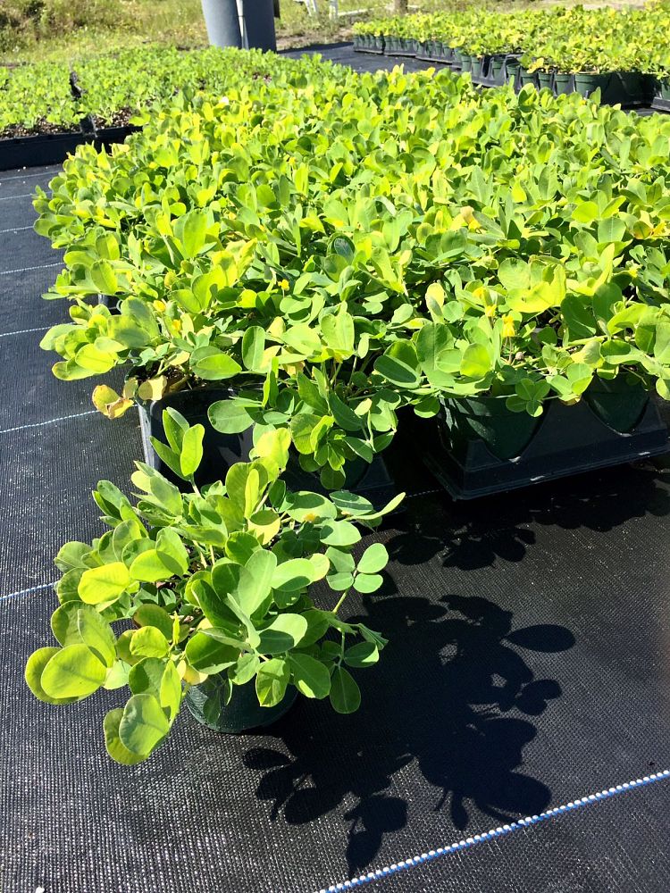 arachis-pintoi-golden-glory-mani-forrajero-perenne-ornamental-ground-peanut-perennial-peanut-pinto-peanut