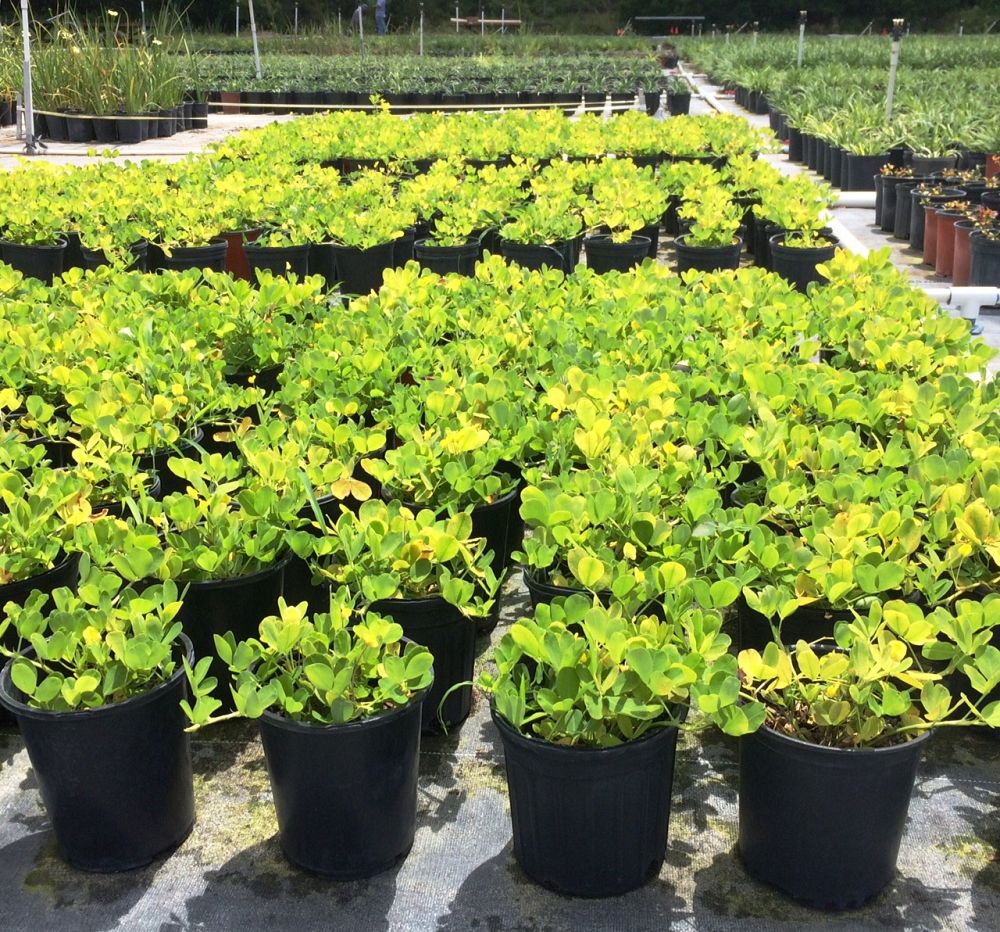 arachis-pintoi-golden-glory-mani-forrajero-perenne-ornamental-ground-peanut-perennial-peanut-pinto-peanut
