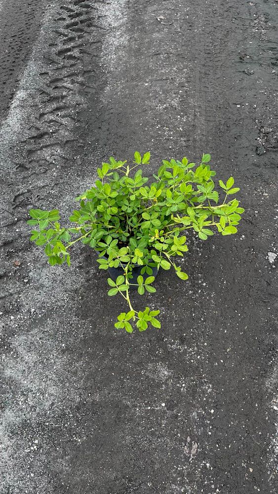 arachis-pintoi-golden-glory-mani-forrajero-perenne-ornamental-ground-peanut-perennial-peanut-pinto-peanut