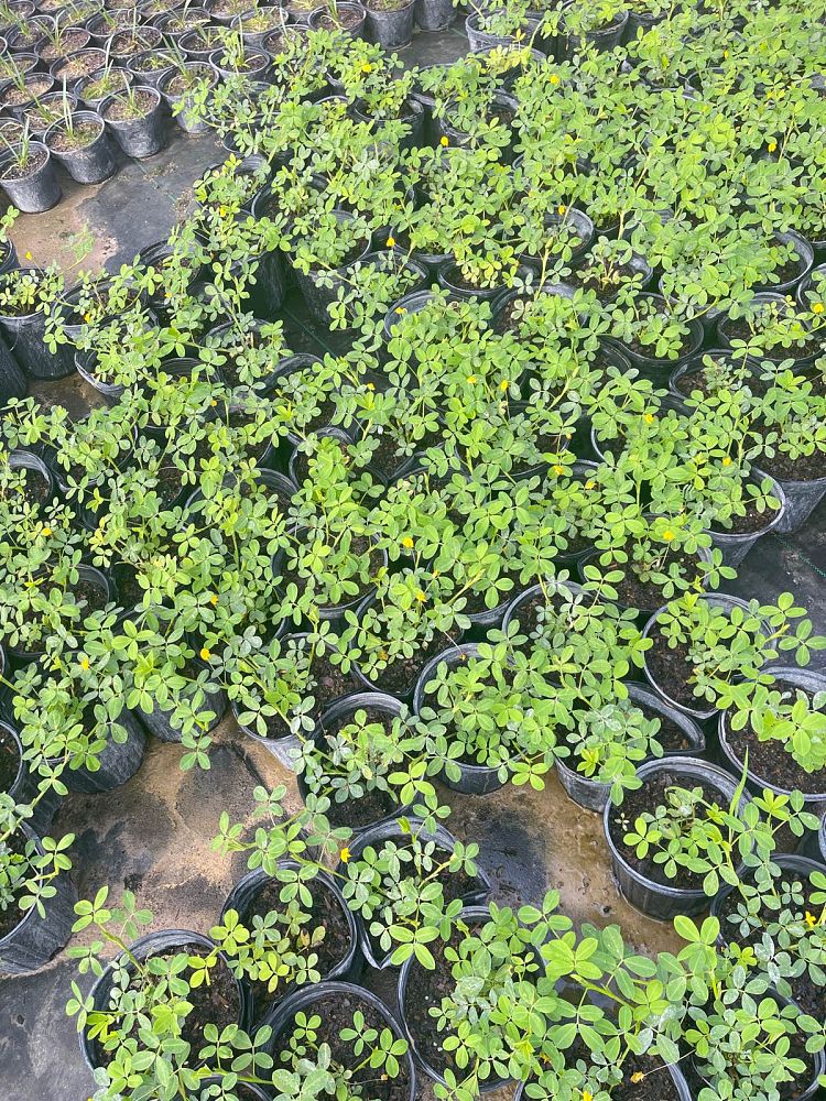 arachis-pintoi-golden-glory-mani-forrajero-perenne-ornamental-ground-peanut-perennial-peanut-pinto-peanut