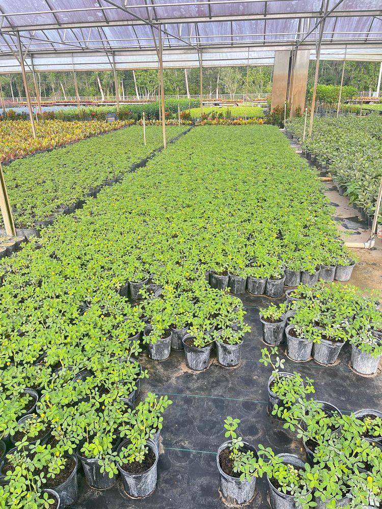 arachis-pintoi-golden-glory-mani-forrajero-perenne-ornamental-ground-peanut-perennial-peanut-pinto-peanut