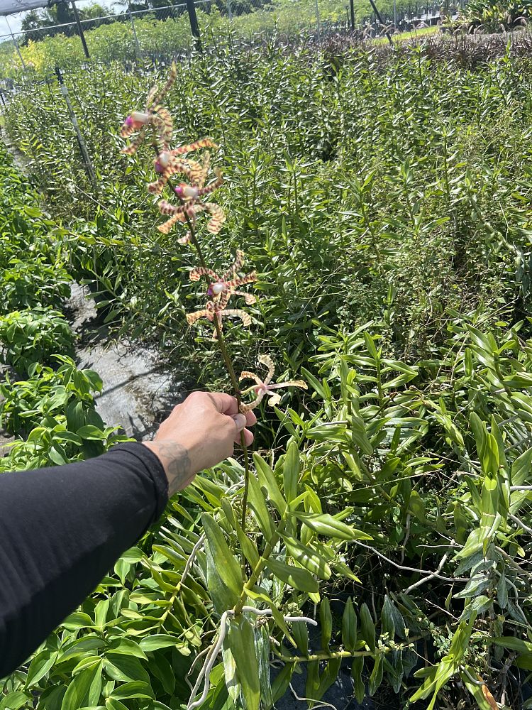 arachnis-flos-aeris-arachnis-spider-orchid-scorpion-orchid