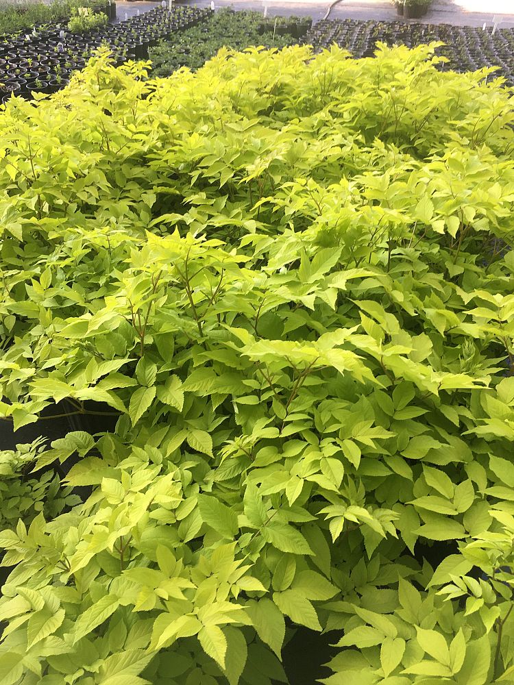 aralia-cordata-sun-king-udo-cordate-spikenard