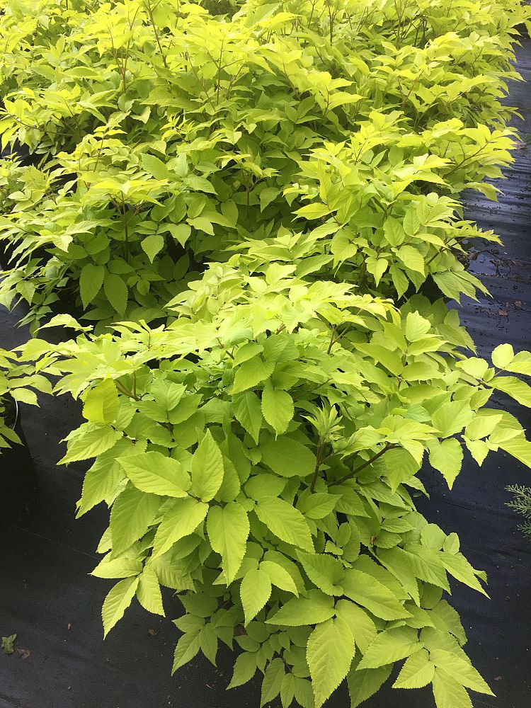 aralia-cordata-sun-king-udo-cordate-spikenard