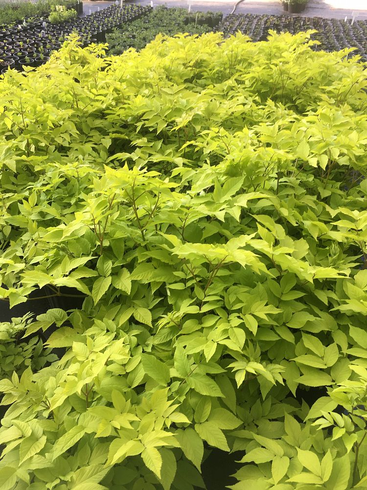 aralia-cordata-sun-king-udo-cordate-spikenard