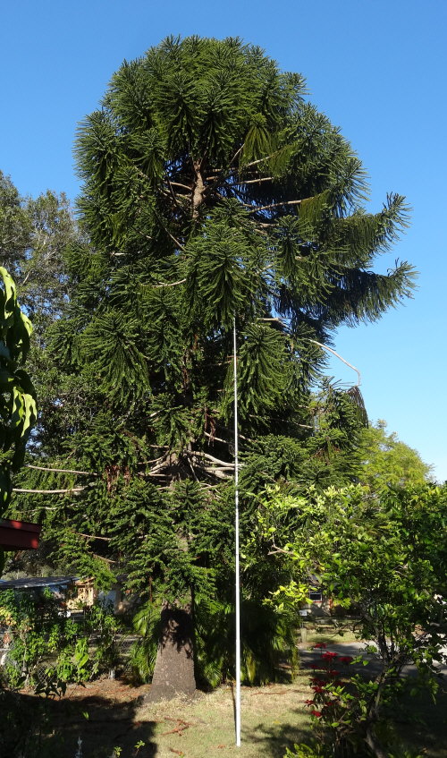 araucaria-bidwillii-monkey-puzzle