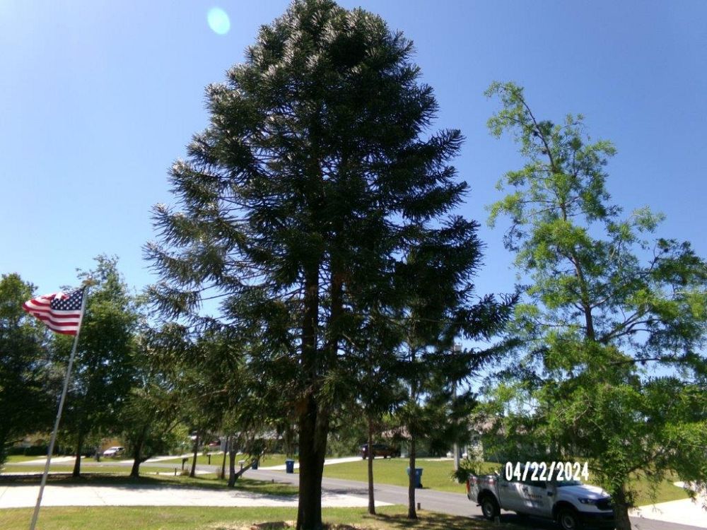 araucaria-bidwillii-monkey-puzzle