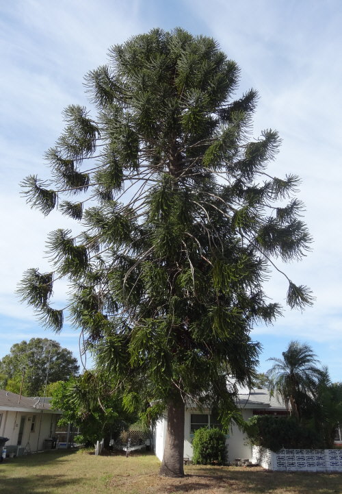 araucaria-bidwillii-monkey-puzzle