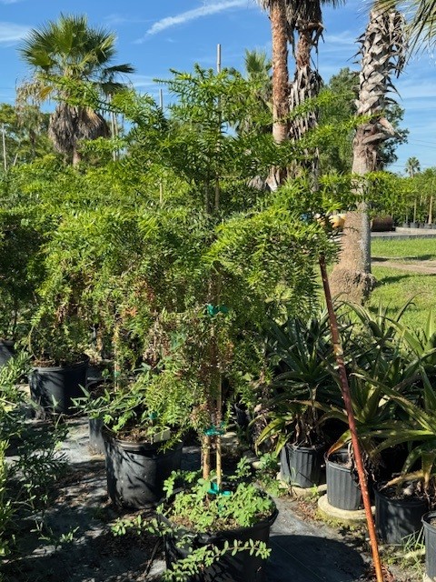 araucaria-bidwillii-monkey-puzzle