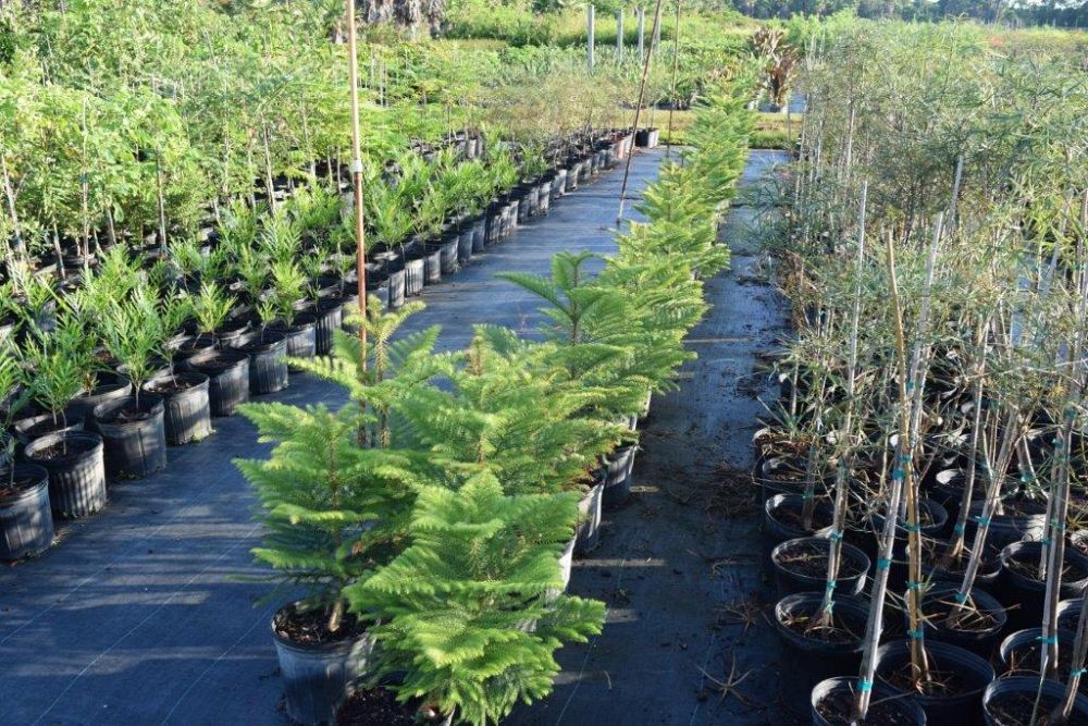 araucaria-heterophylla-majestic-beauty-norfolk-island-pine-araucaria-excelsa