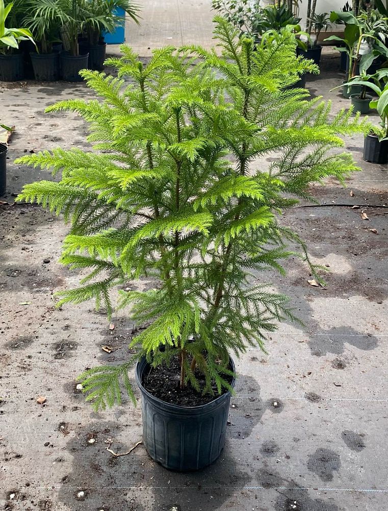 araucaria-heterophylla-majestic-beauty-norfolk-island-pine-araucaria-excelsa