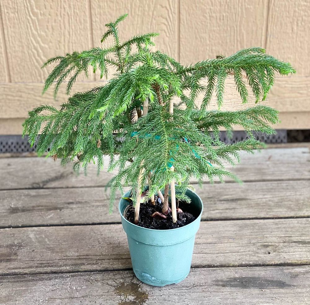 araucaria-heterophylla-majestic-beauty-norfolk-island-pine-araucaria-excelsa