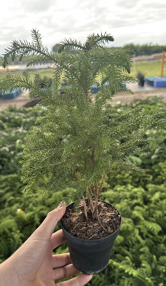araucaria-heterophylla-majestic-beauty-norfolk-island-pine-araucaria-excelsa