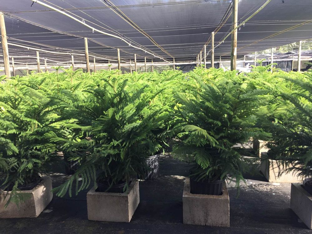 Shane Tinker Enterprises | plantANT.com