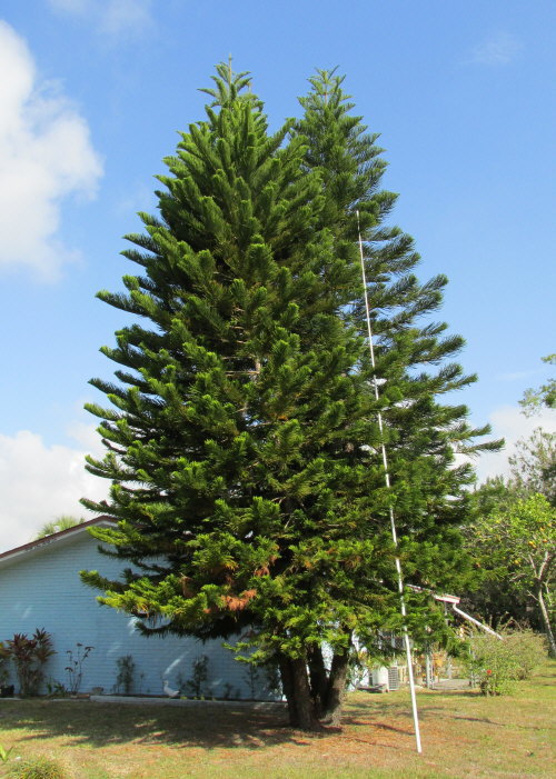 araucaria-heterophylla-norfolk-island-pine-araucaria-excelsa