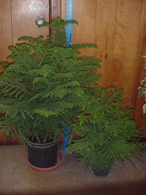 araucaria-heterophylla-norfolk-island-pine-araucaria-excelsa
