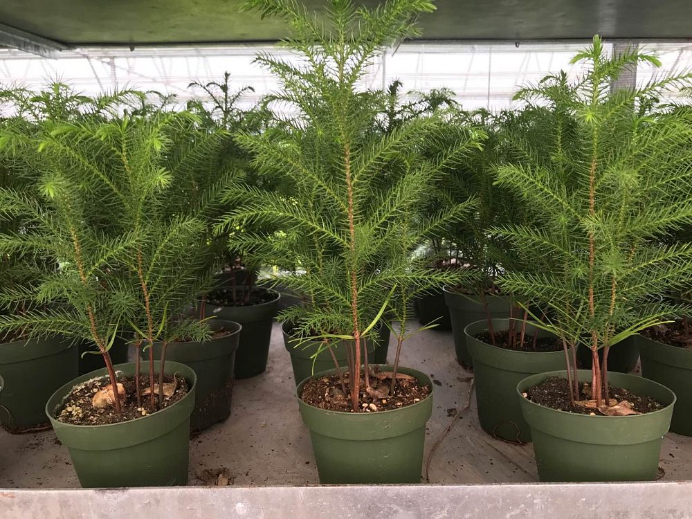 araucaria-heterophylla-norfolk-island-pine-araucaria-excelsa