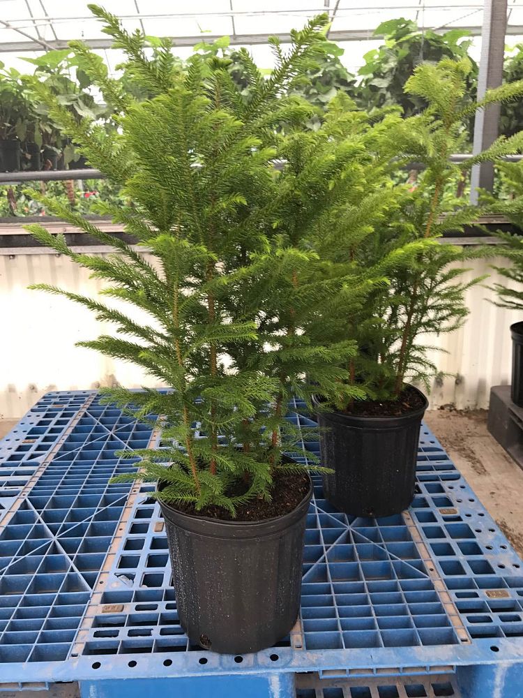 araucaria-heterophylla-norfolk-island-pine-araucaria-excelsa