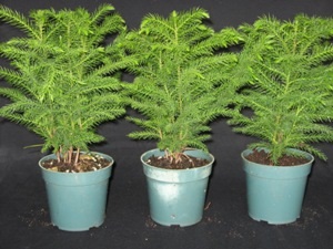 araucaria-heterophylla-norfolk-island-pine-araucaria-excelsa