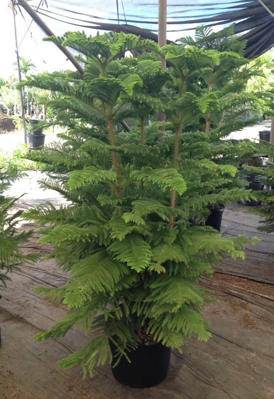 araucaria-heterophylla-norfolk-island-pine-araucaria-excelsa