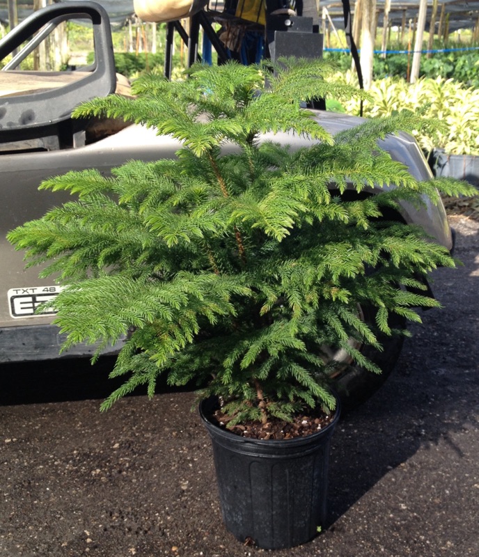 araucaria-heterophylla-norfolk-island-pine-araucaria-excelsa