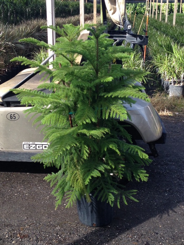 araucaria-heterophylla-norfolk-island-pine-araucaria-excelsa