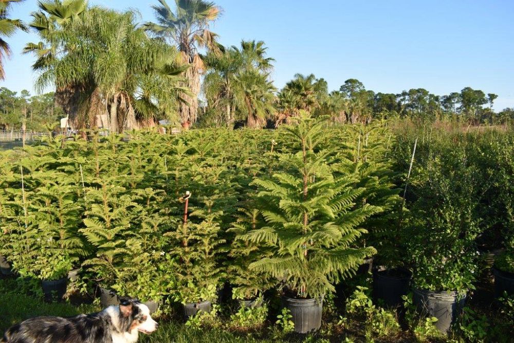 araucaria-heterophylla-norfolk-island-pine-araucaria-excelsa