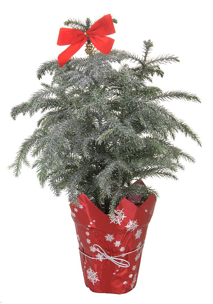 araucaria-heterophylla-norfolk-island-pine-araucaria-excelsa