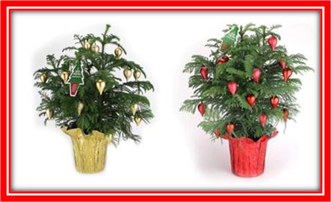 araucaria-heterophylla-norfolk-island-pine-araucaria-excelsa