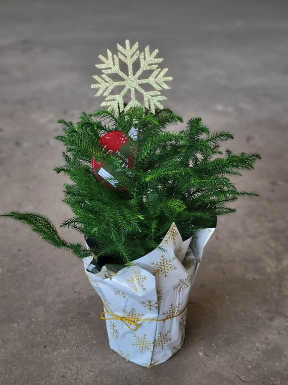 araucaria-heterophylla-norfolk-island-pine-araucaria-excelsa