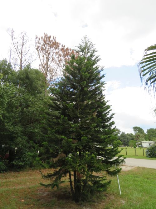 araucaria-heterophylla-norfolk-island-pine-araucaria-excelsa