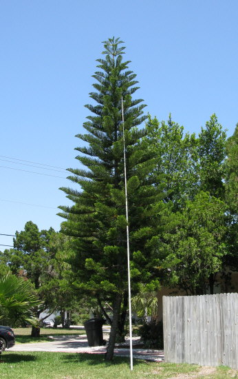 araucaria-heterophylla-norfolk-island-pine-araucaria-excelsa