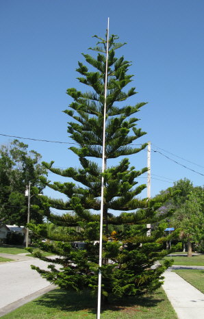 araucaria-heterophylla-norfolk-island-pine-araucaria-excelsa