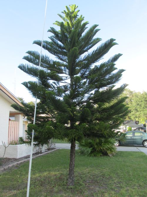 araucaria-heterophylla-norfolk-island-pine-araucaria-excelsa