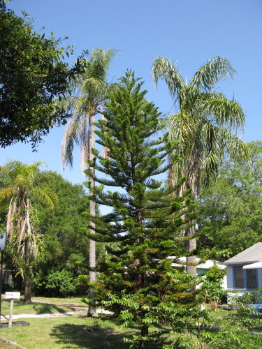 araucaria-heterophylla-norfolk-island-pine-araucaria-excelsa