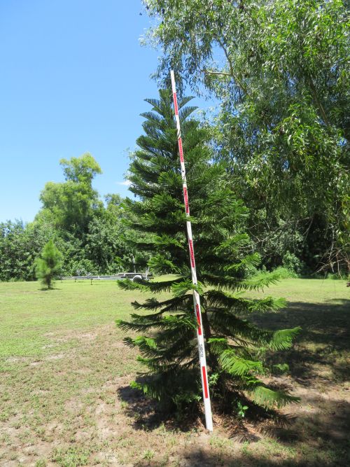 araucaria-heterophylla-norfolk-island-pine-araucaria-excelsa