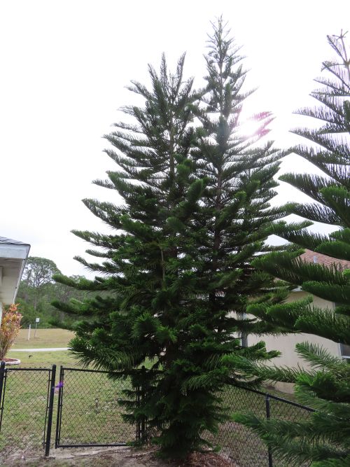 araucaria-heterophylla-norfolk-island-pine-araucaria-excelsa